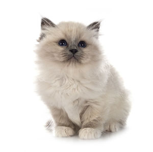 Portrait of a cat against white background