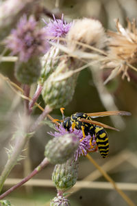 Close-up of bee pollinating on flower