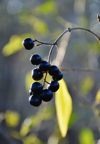 Close-up of grapes