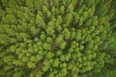High angle view of pine tree in forest