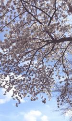 Low angle view of cherry blossom tree