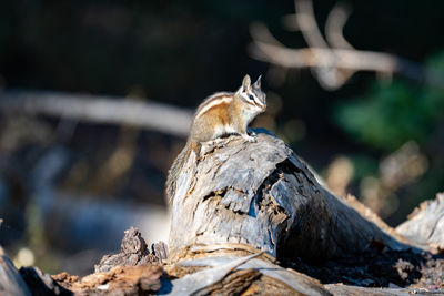 Close-up of chipmunk on log