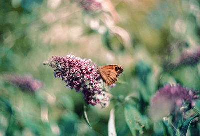 Close-up of butterfly pollinating on purple flower