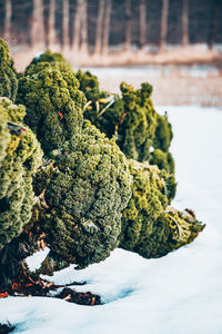 Close-up of snow covered tree on field