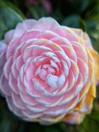 Close-up of pink rose