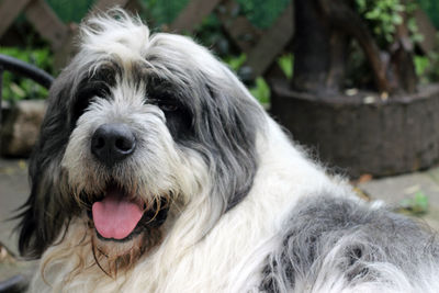 Close-up portrait of dog sticking out tongue