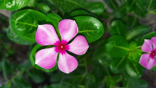 Close-up of pink flowering plant