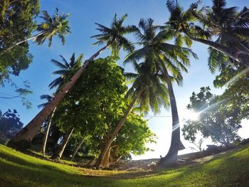 Low angle view of trees on field