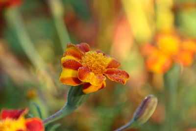 Close-up of orange marigold flower