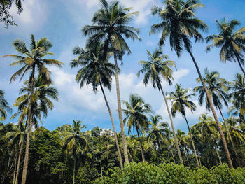 Low angle view of coconut palm trees against sky