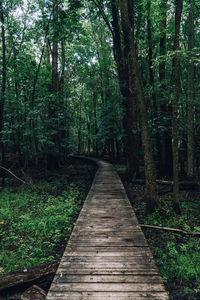 Wooden footpath amidst trees in forest
