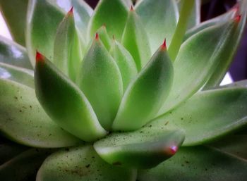 Close-up of succulent plant