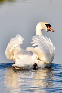 Swan floating on a lake