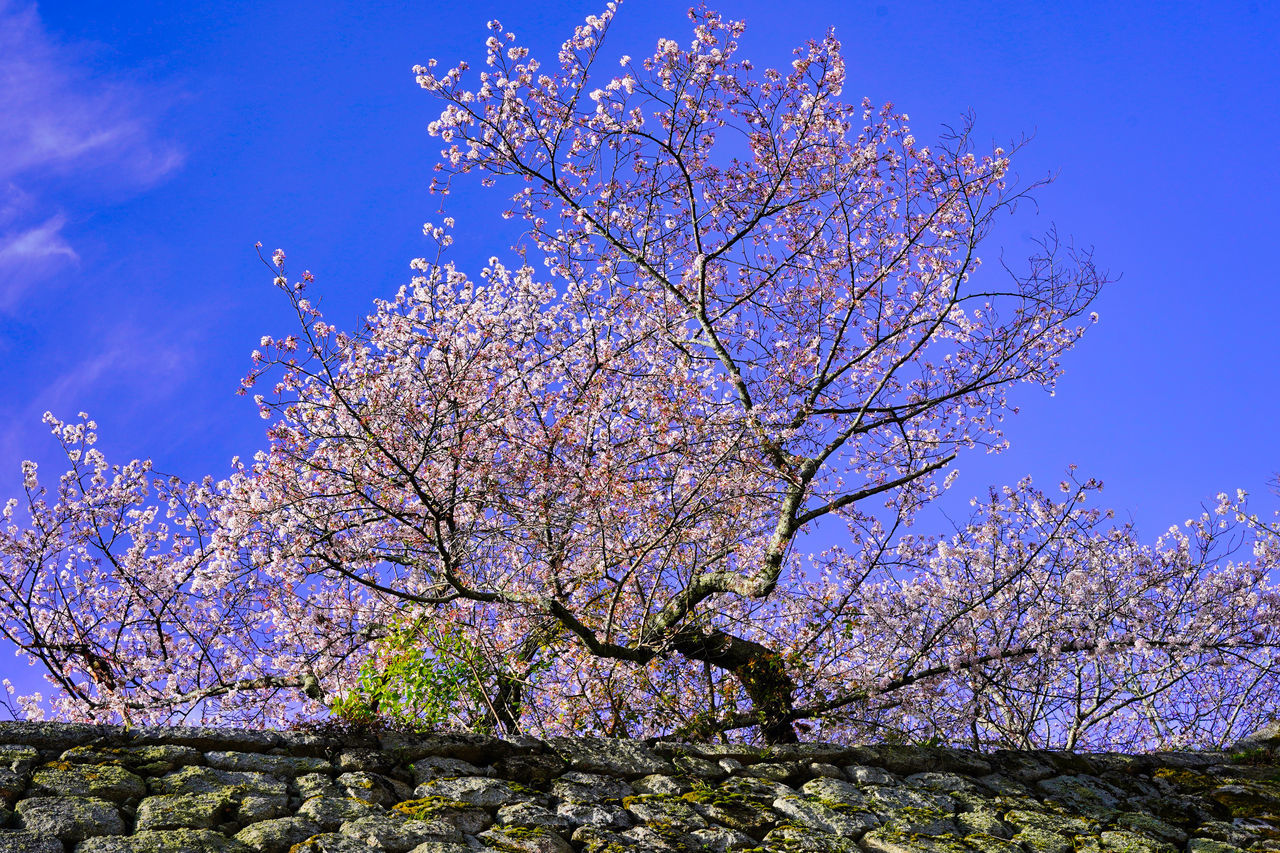 plant, tree, flower, sky, flowering plant, blossom, beauty in nature, springtime, growth, nature, freshness, fragility, low angle view, branch, blue, no people, cherry blossom, pink, day, outdoors, fruit tree, clear sky, spring, cherry tree, tranquility, scenics - nature, cloud, botany, almond tree