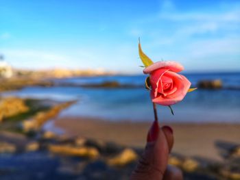 Close-up of hand holding rose in water