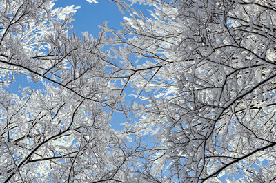 Low angle view of cherry tree against sky during winter