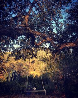 Low angle view of trees