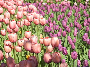 Close-up of pink tulip flowers on field