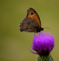 Close-up of butterfly pollinating flower