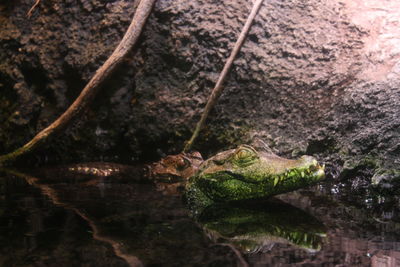 Close-up of crocodiles  in water