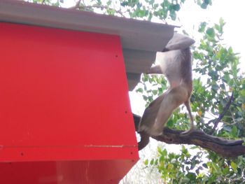 Close-up of monkey on tree