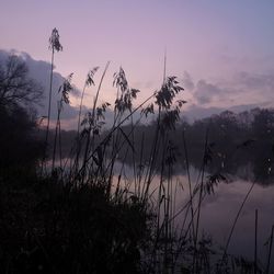 Silhouette plants by lake against sky at sunset