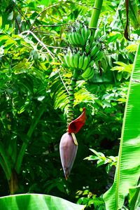 Close-up of a bird on tree
