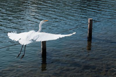 White heron on lake