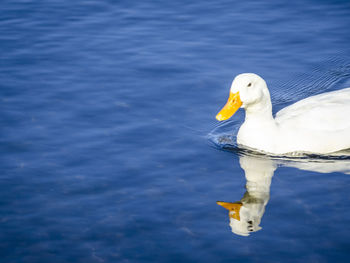 High angle view of bird perching on lake