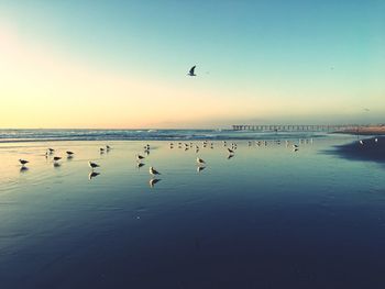 Seagulls flying over beach