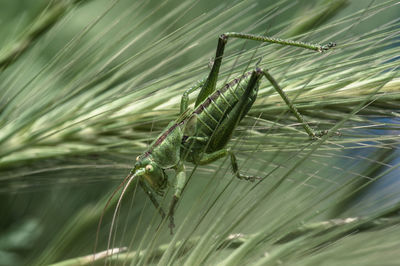 Close-up of damselfly on leaf