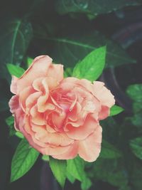 Close-up of pink rose blooming outdoors