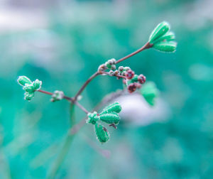 Close-up of flowering plant