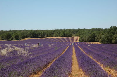 Scenic view of agricultural field against clear sky