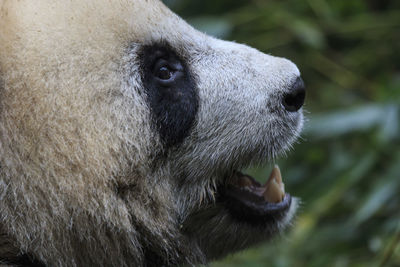 Close up of a giant panda ailuropoda melanoleuca in chengdu - sichuan, china