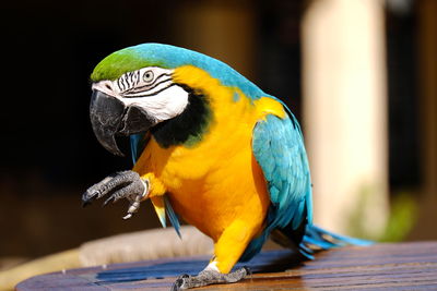 Close-up of blue parrot perching on wood