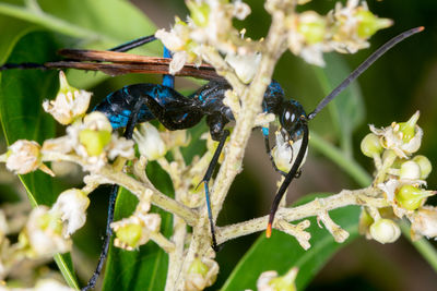 Close-up of insect on flower