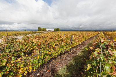 Wine and vineyards around the world - argentina
