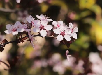 Close-up of flowers growing on tree