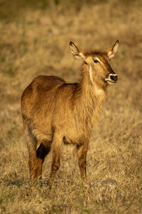 Female common waterbuck stands in long grass
