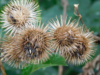 Close-up of wilted plant