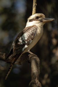 Close-up of bird perching on branch