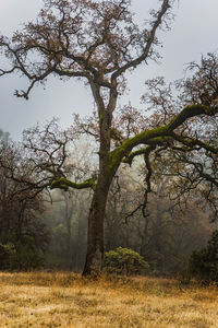 Tree on field against sky