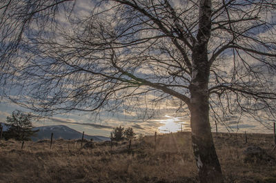 Bare trees against sky