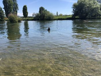 View of ducks swimming in lake