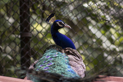 Close-up of peacock perching outdoors