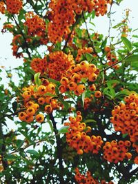 Low angle view of orange tree