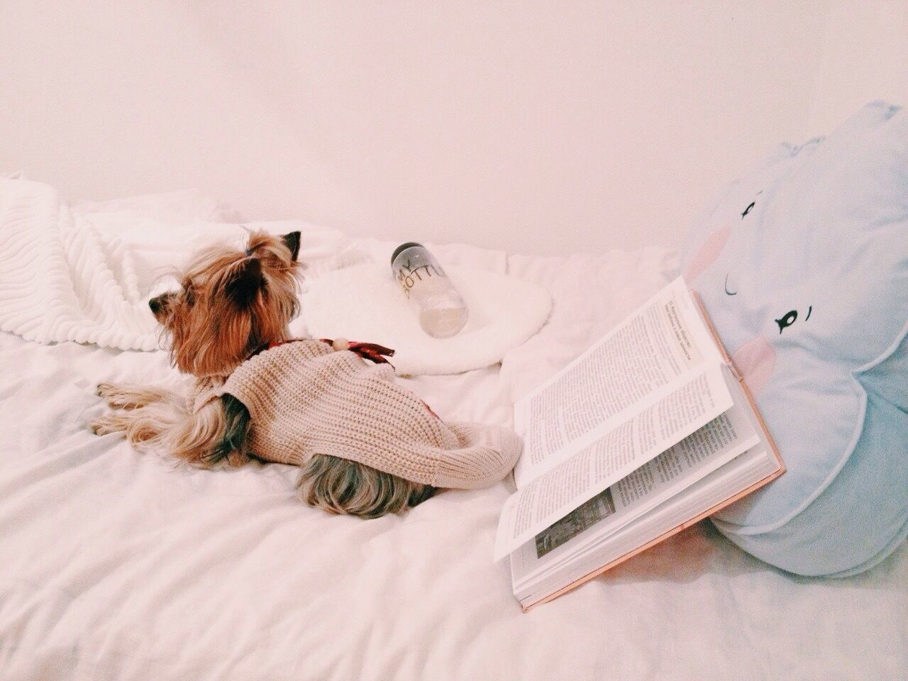 indoors, bed, relaxation, home interior, bedroom, pillow, table, sofa, book, domestic animals, lying down, chair, pets, still life, resting, sheet, high angle view, animal themes, white color, comfortable