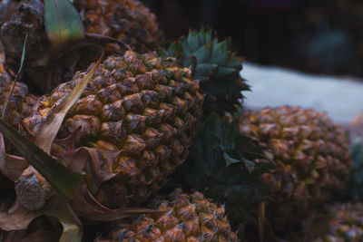 Close-up of pine cone on plant