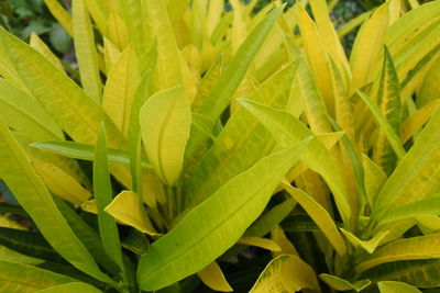 Close-up of fresh green leaves